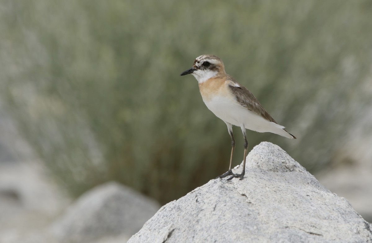 Tibetan Sand-Plover - ML645910791