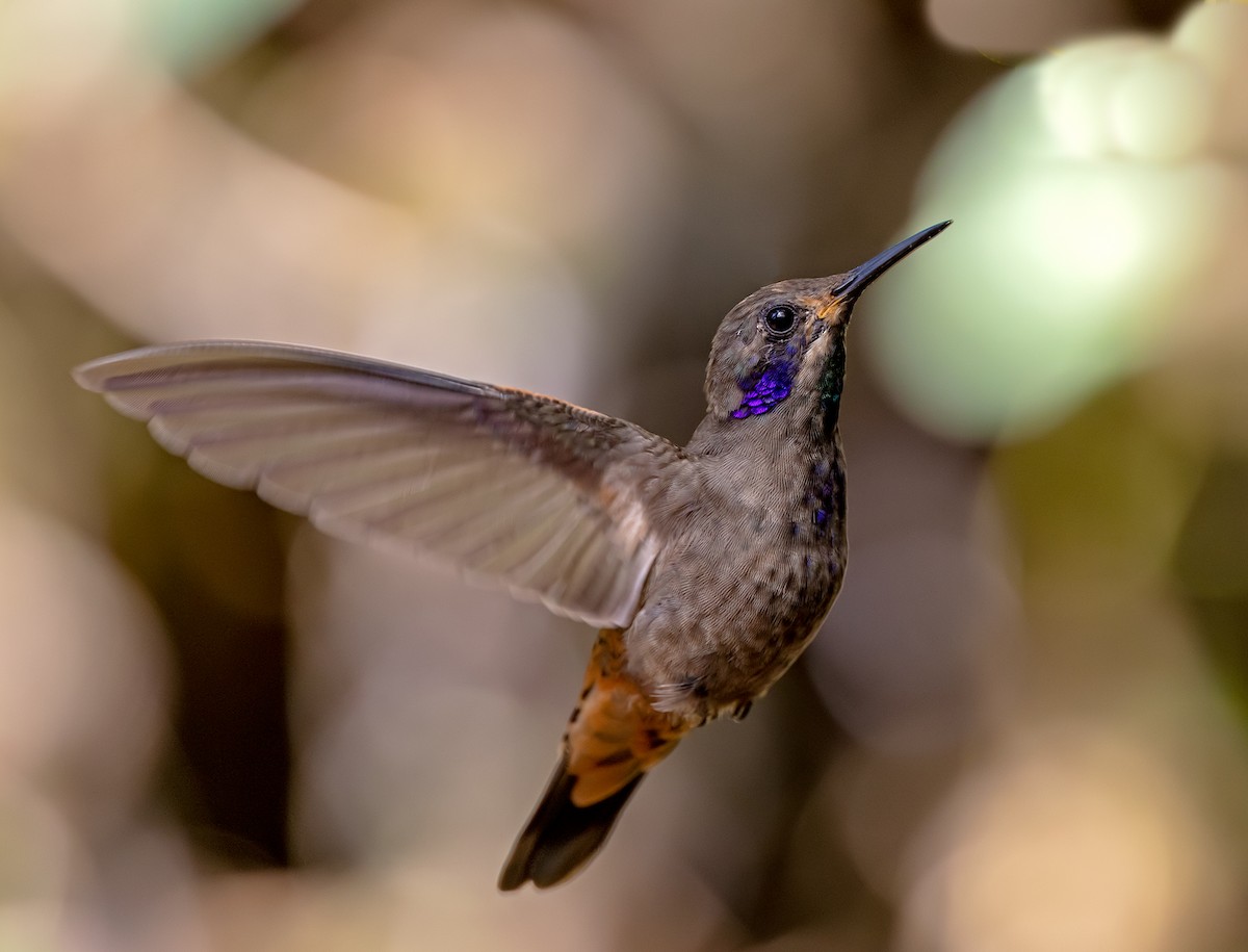 Brown Violetear - ML645910792