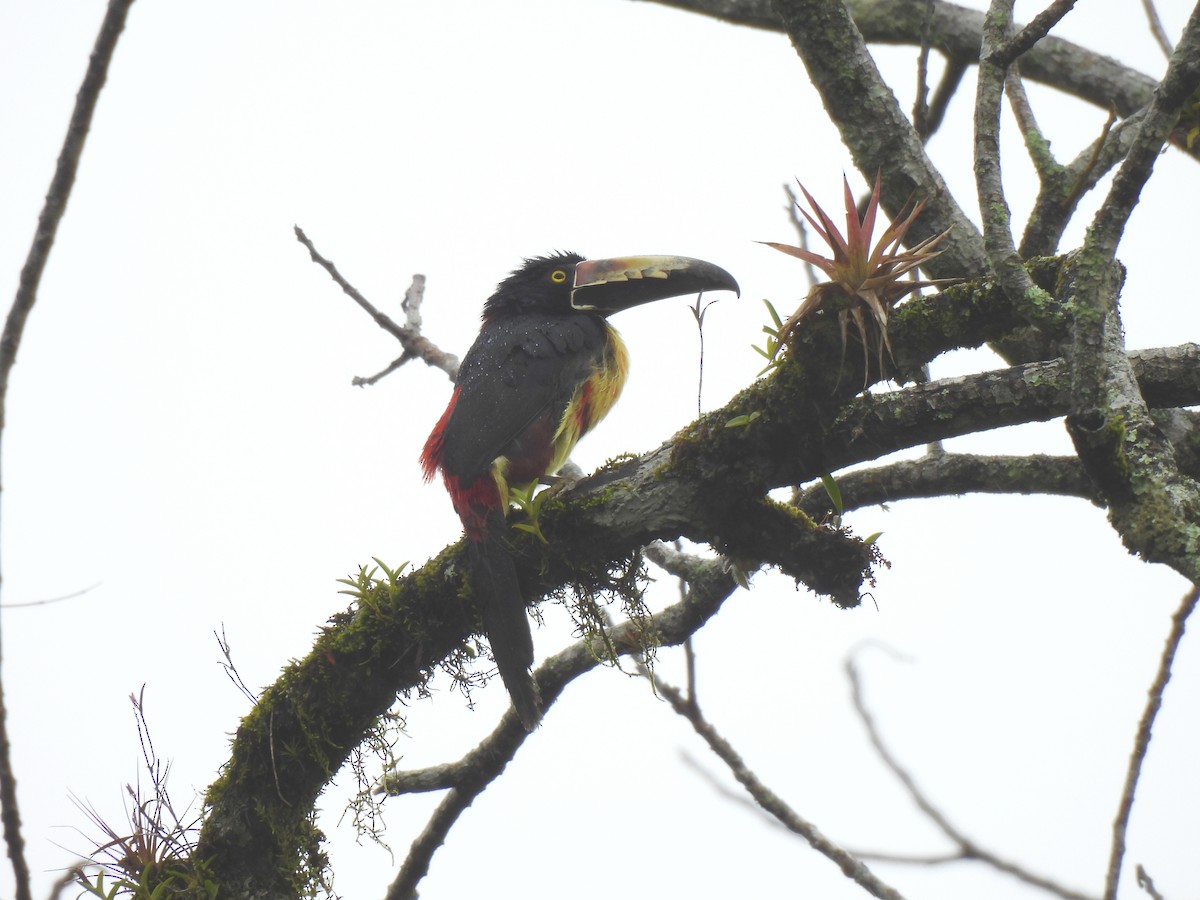 Collared Aracari - ML645910793