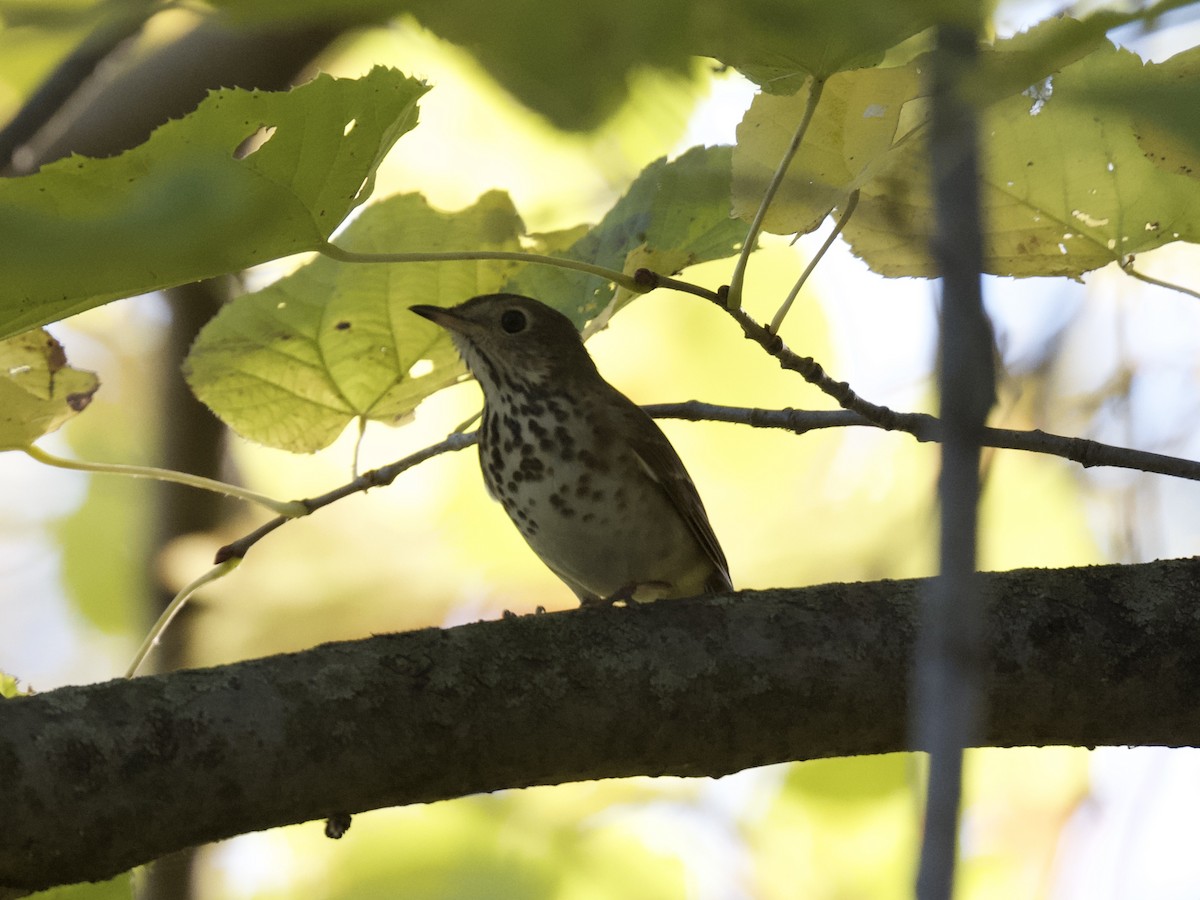 Hermit Thrush - ML645910794