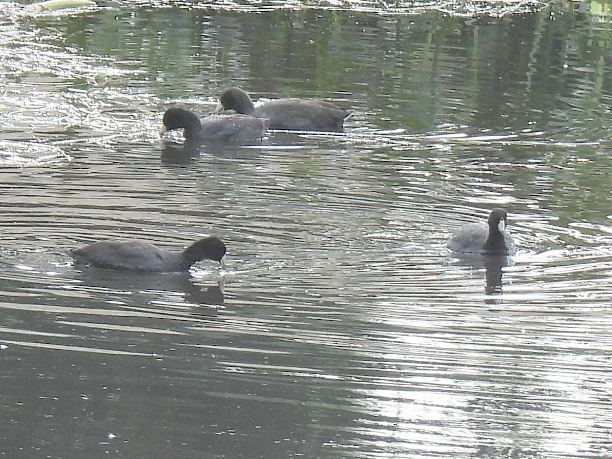 American Coot - ML645910797