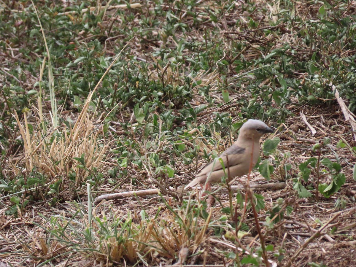 Gray-capped Social-Weaver - ML645910798
