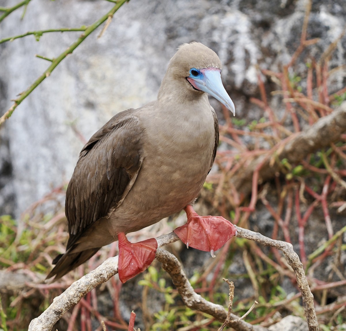 Red-footed Booby - ML645910799
