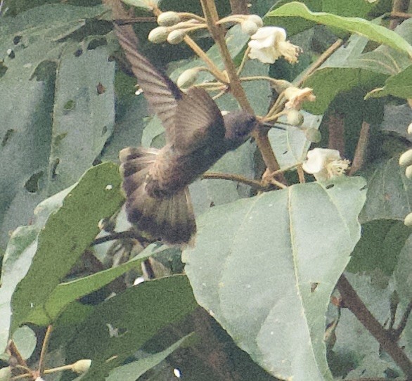 Brown Violetear - ML645910800