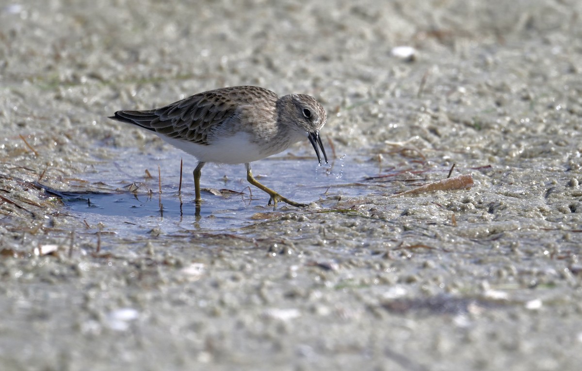 Least Sandpiper - ML645910801