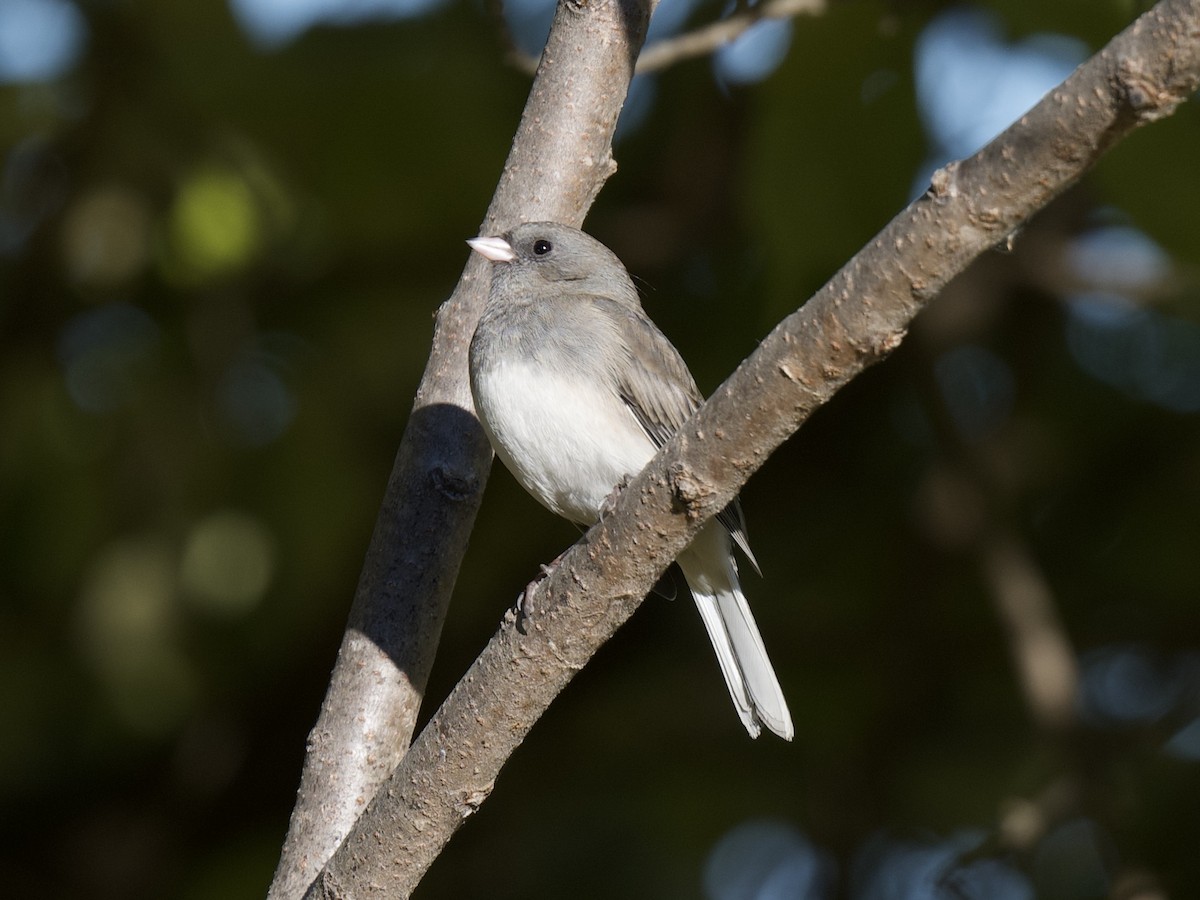 Dark-eyed Junco - ML645910802
