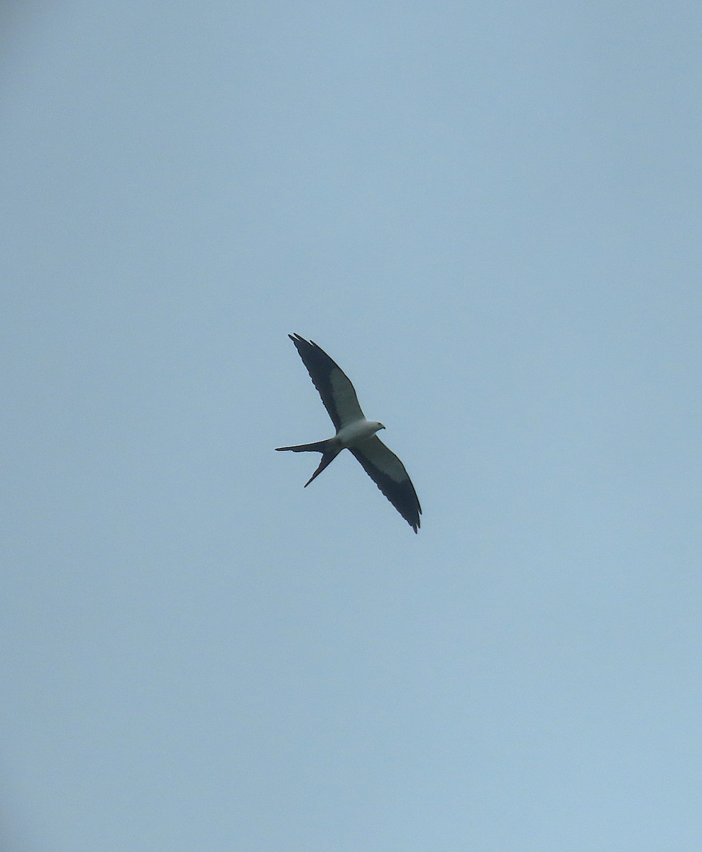 Swallow-tailed Kite - ML645910803
