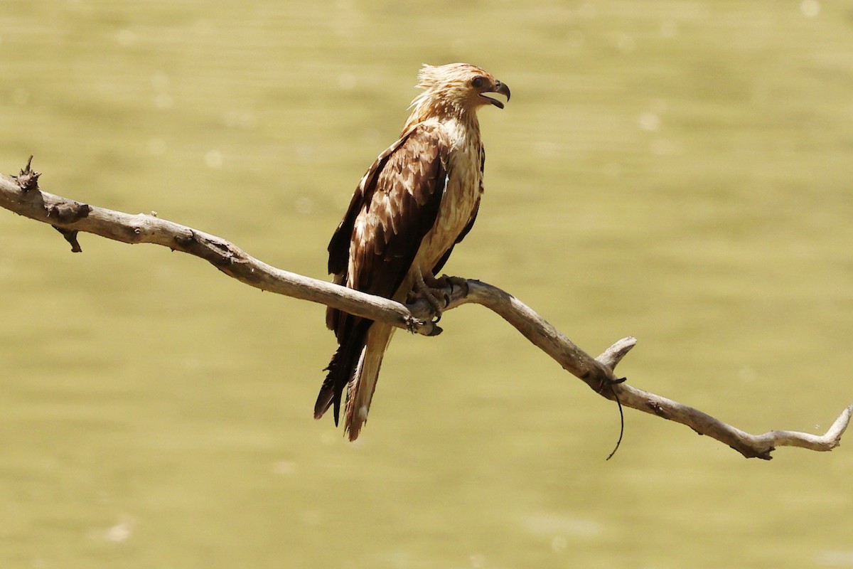 Whistling Kite - ML645910804
