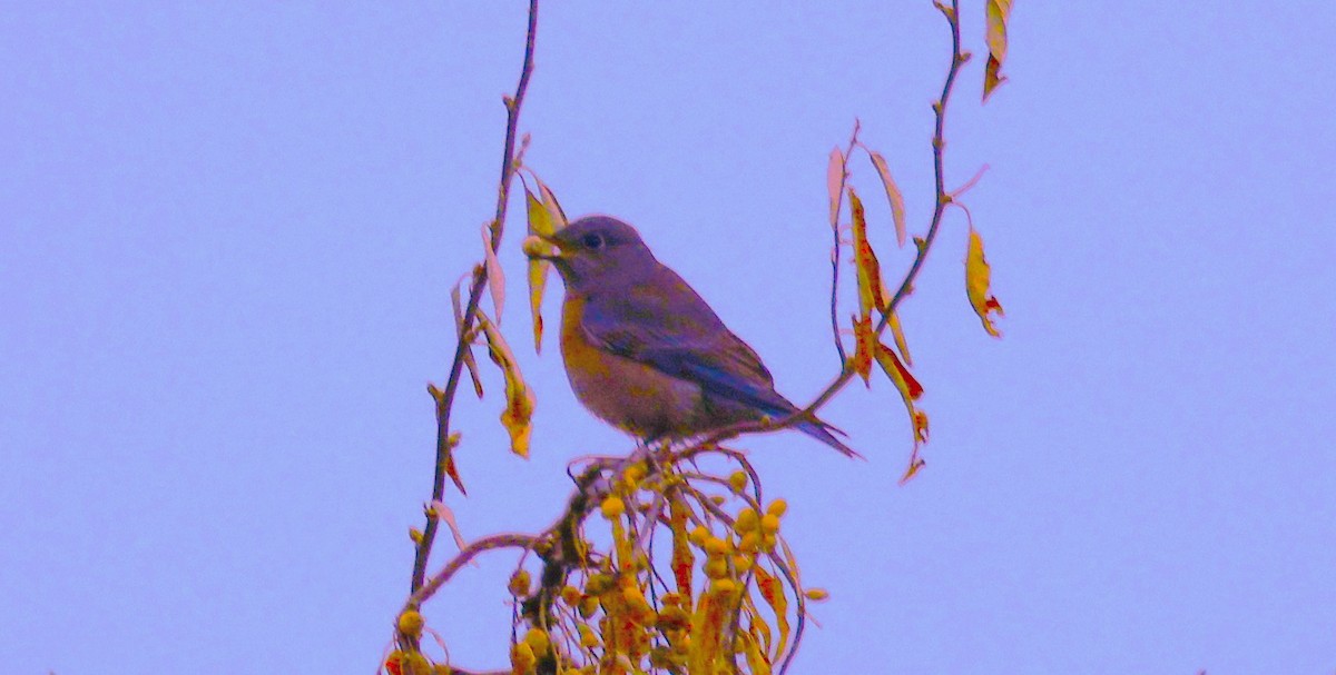Western Bluebird - ML645910805