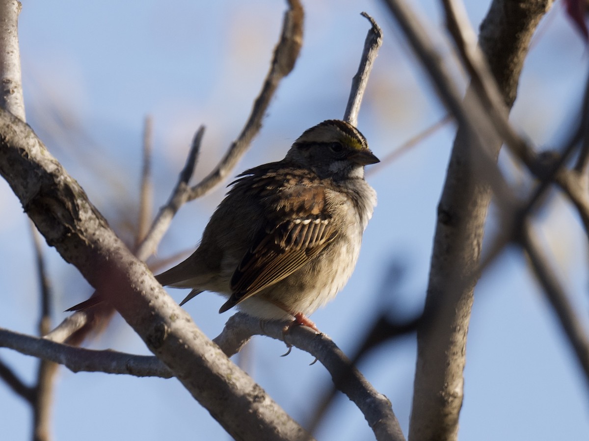 White-throated Sparrow - ML645910808