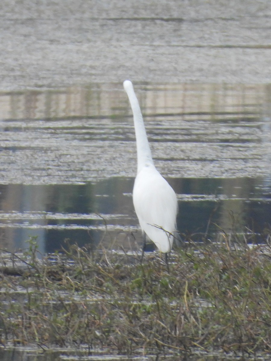 Great Egret - ML645910810