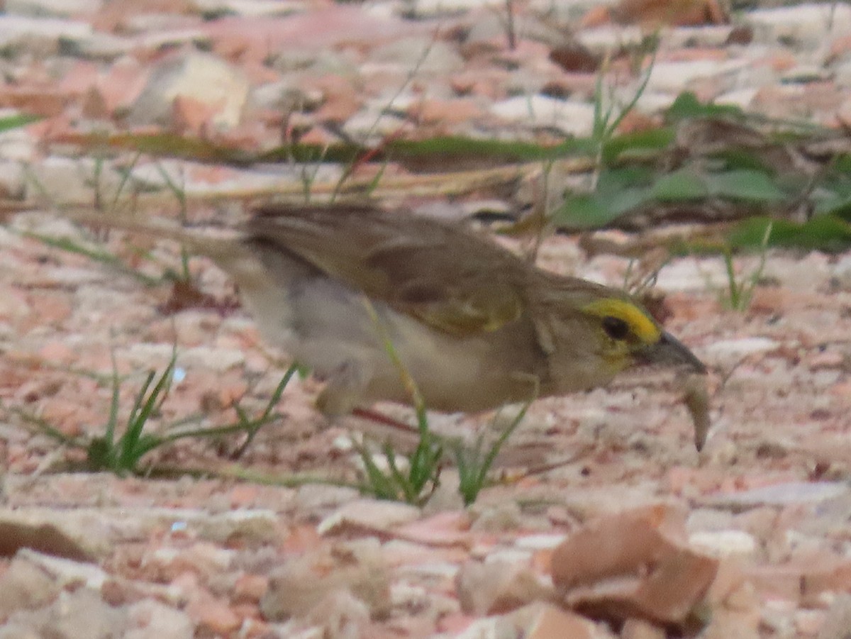 Yellow-browed Sparrow - ML645910811