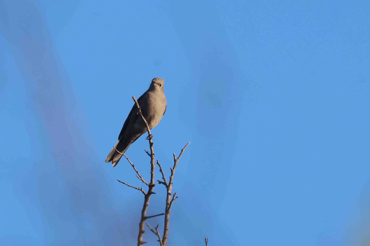 Townsend's Solitaire - ML645910823