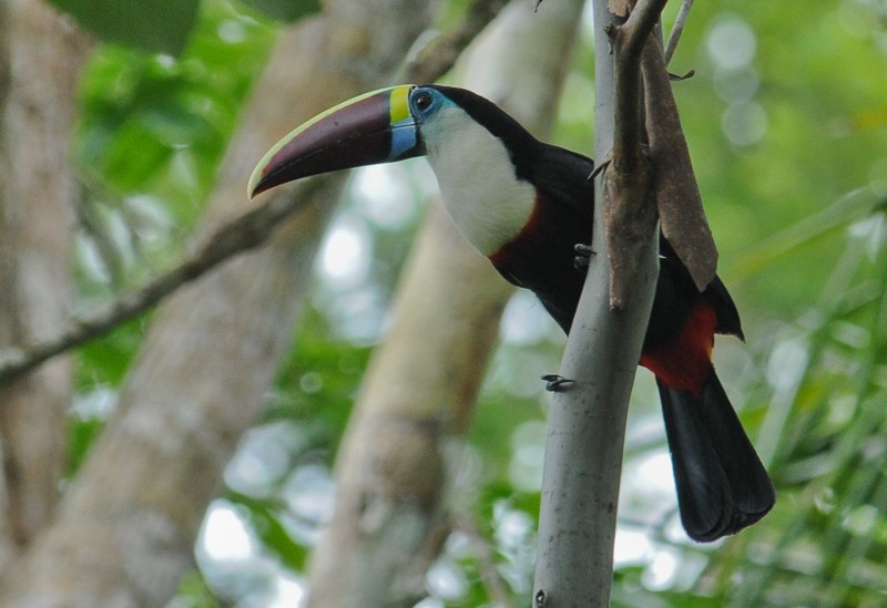 Tucán Pechiblanco - ML645910833