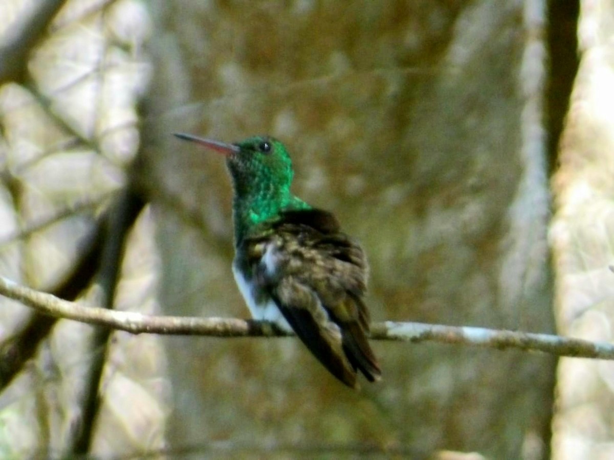 Snowy-bellied Hummingbird - ML645910835