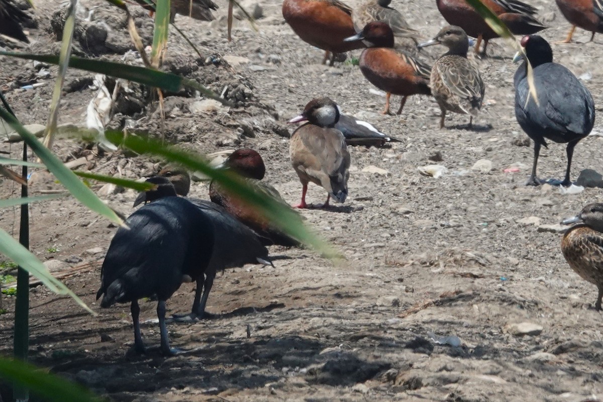 Brazilian Teal - ML645910836