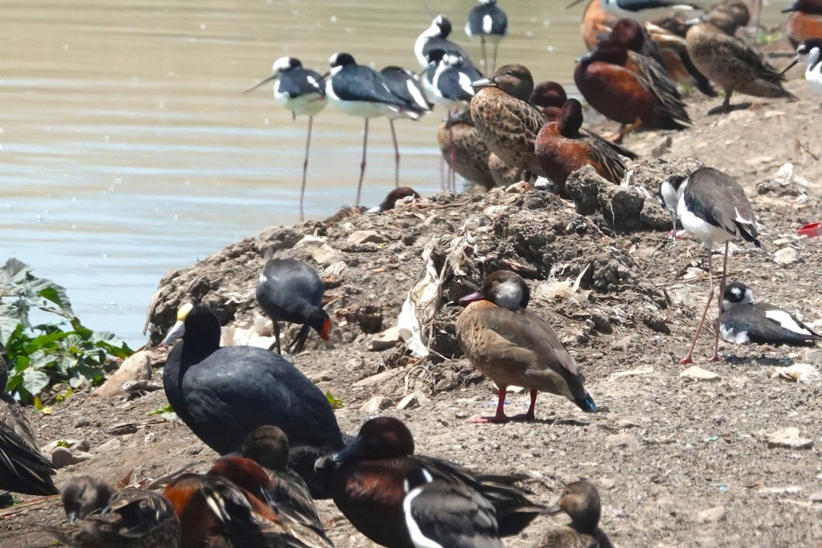 Brazilian Teal - ML645910837