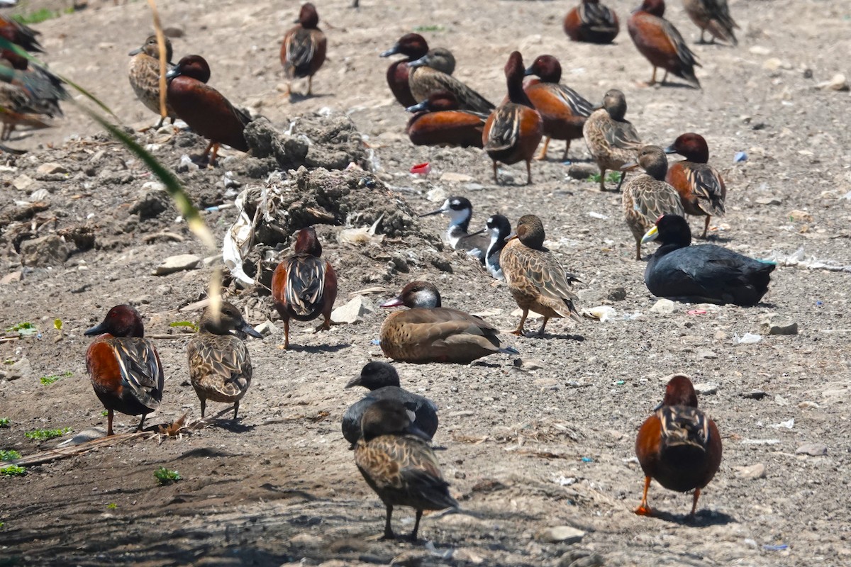 Brazilian Teal - ML645910838