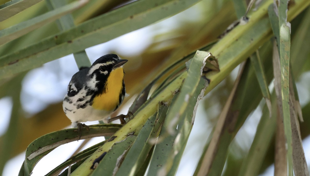 Yellow-throated Warbler - ML645910840