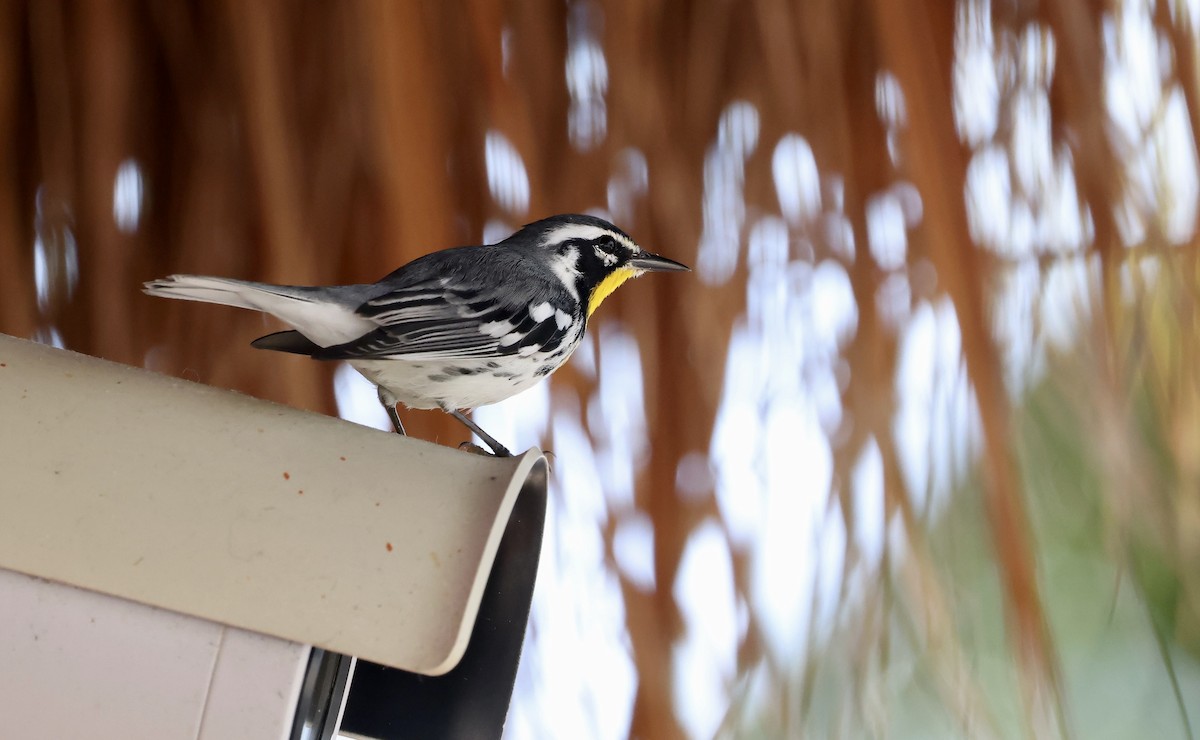 Yellow-throated Warbler - ML645910841