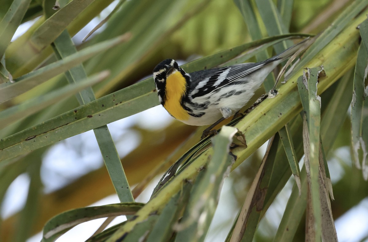 Yellow-throated Warbler - ML645910849