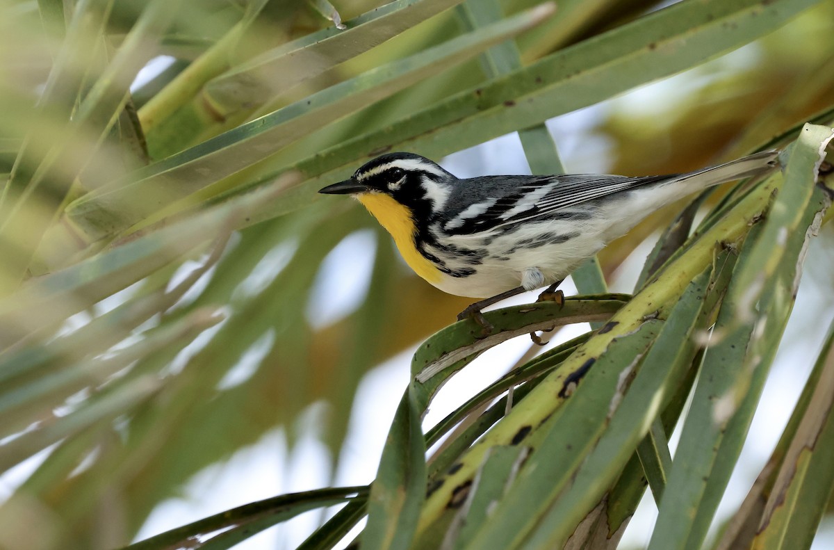 Yellow-throated Warbler - ML645910850