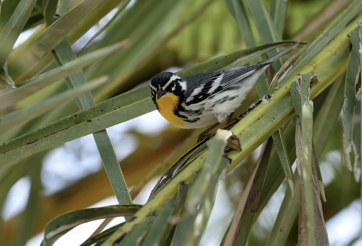 Yellow-throated Warbler - ML645910851
