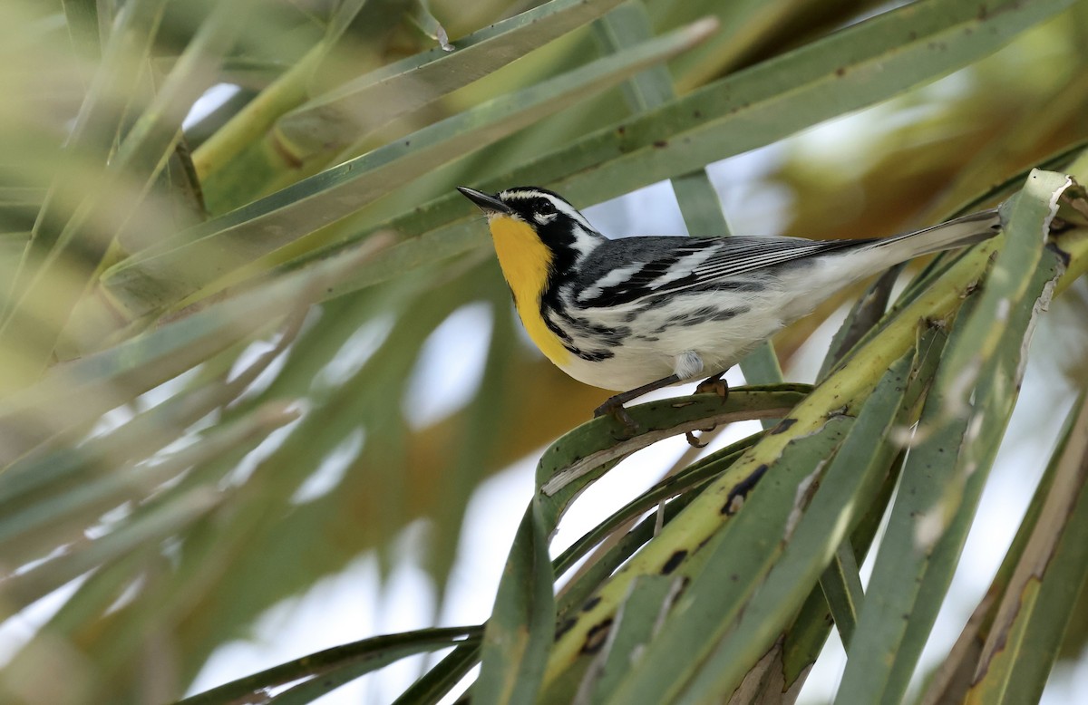 Yellow-throated Warbler - ML645910852