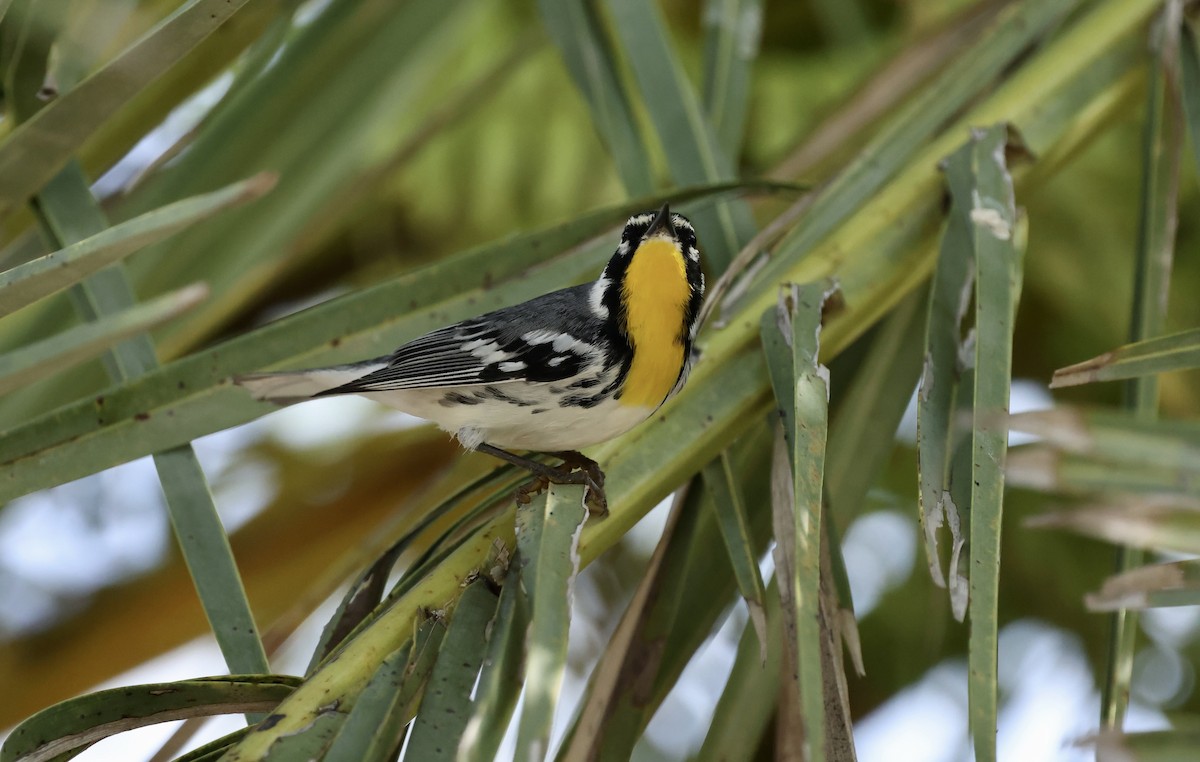Yellow-throated Warbler - ML645910853