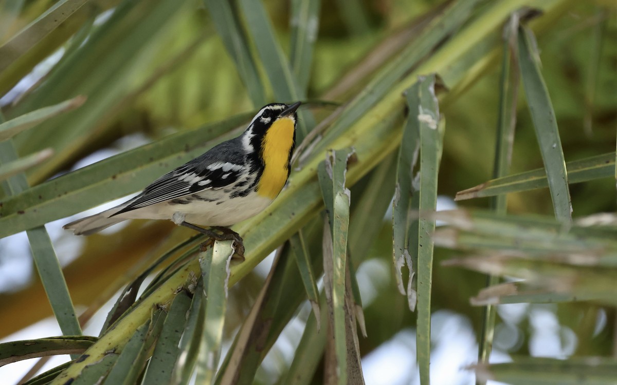 Yellow-throated Warbler - ML645910854