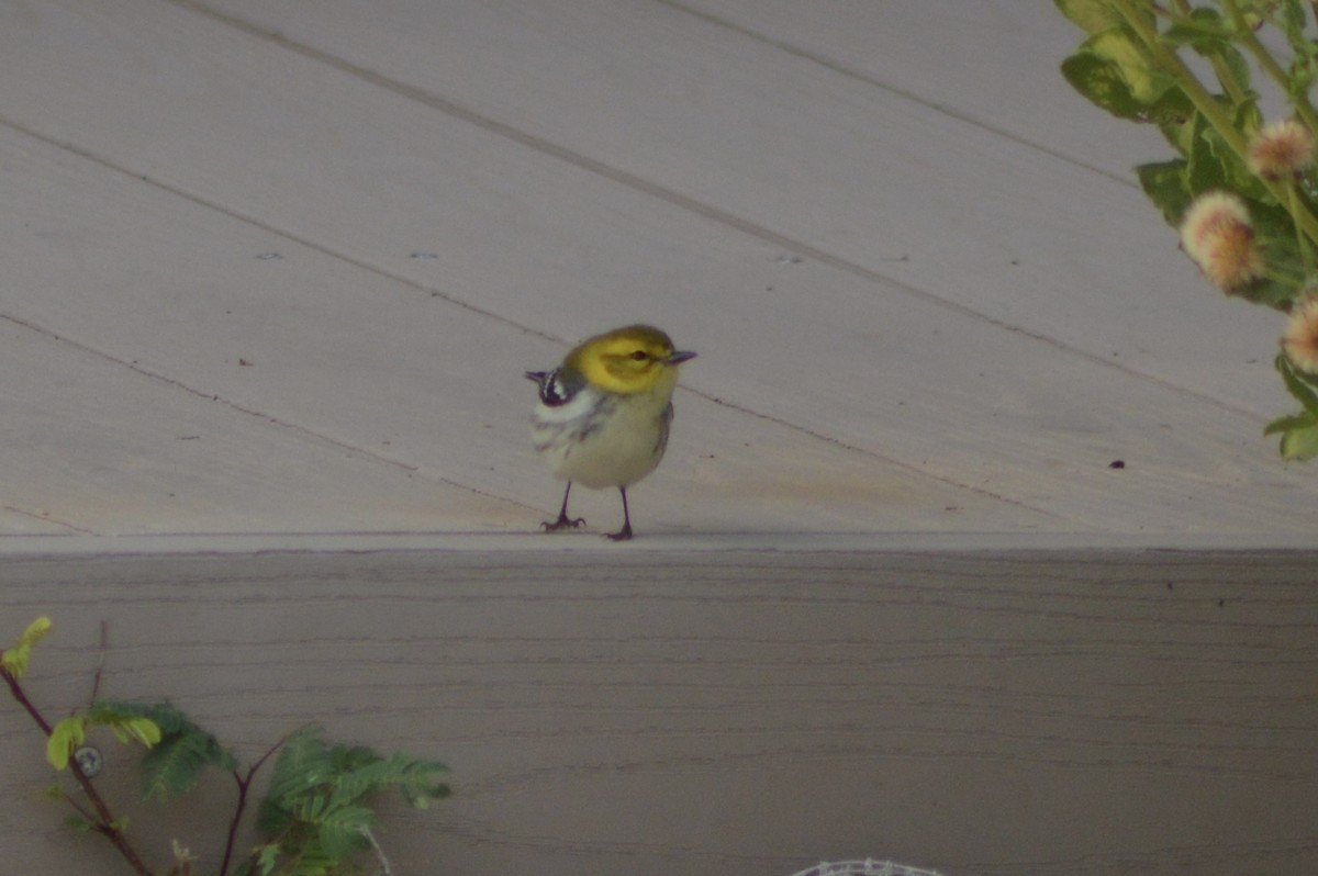 lesňáček proužkoboký - ML645910863