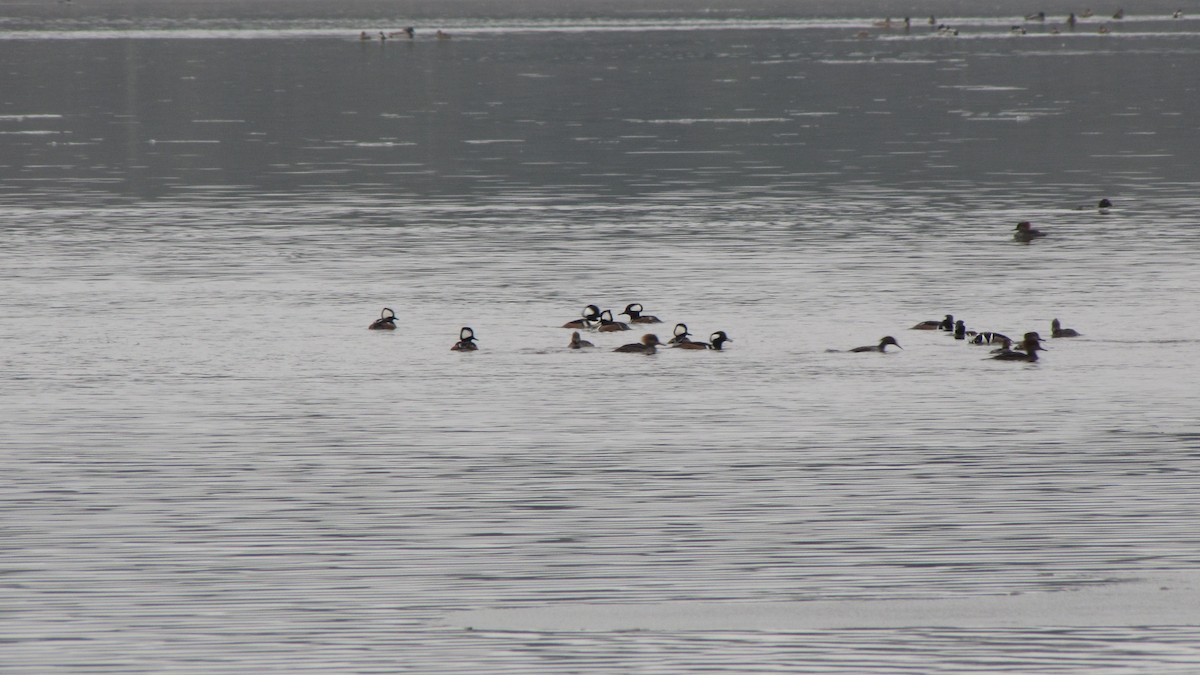 Hooded Merganser - ML645910865