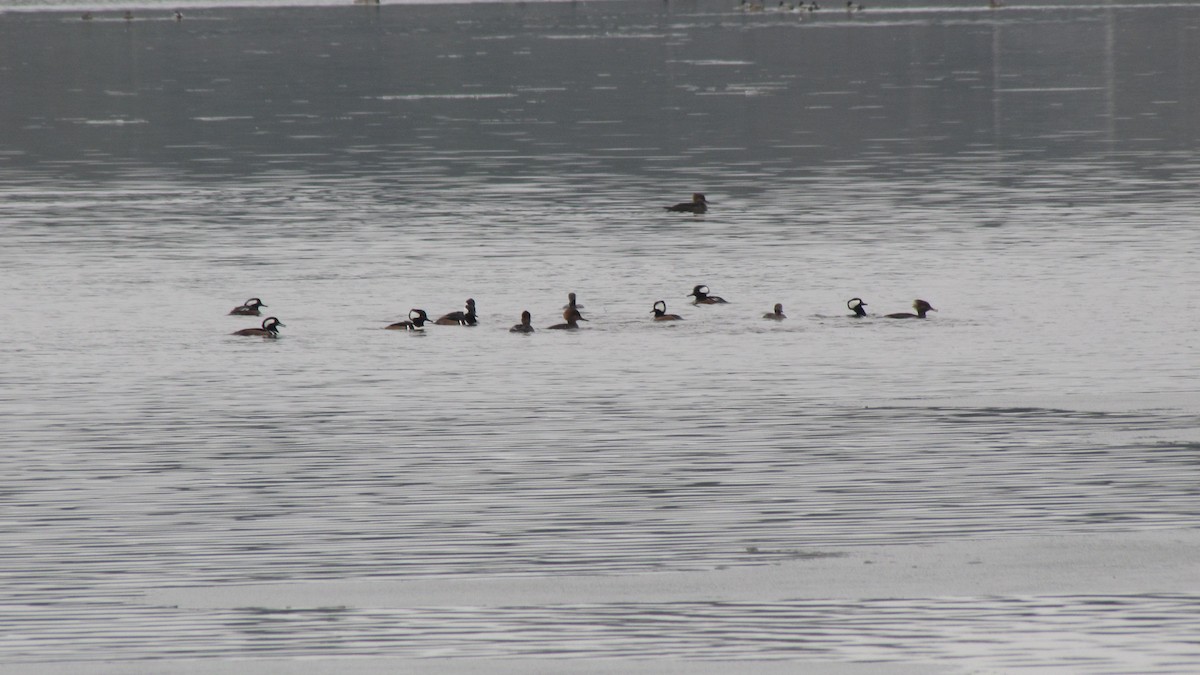 Hooded Merganser - ML645910866