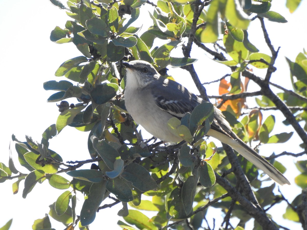 Northern Mockingbird - ML645910867