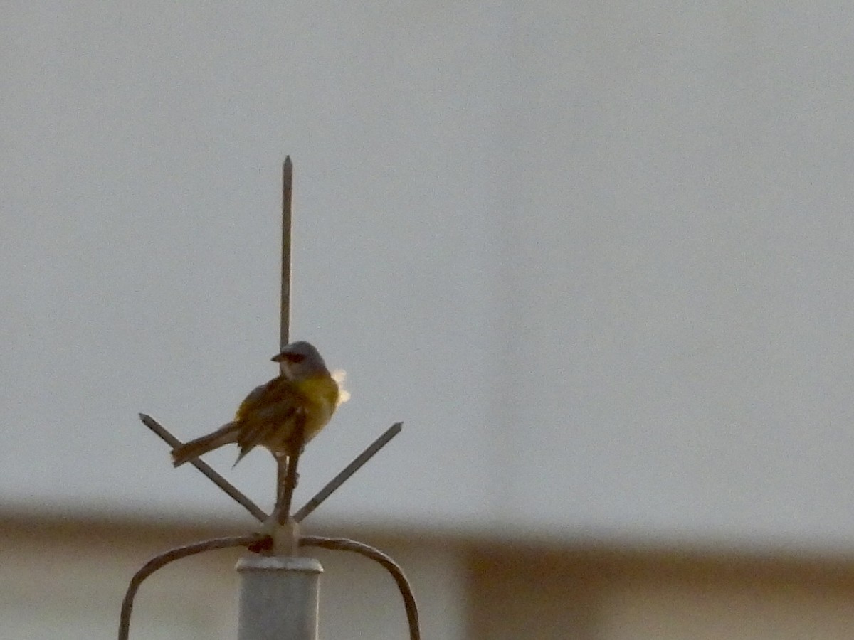 Blue-and-yellow Tanager - ML645910868