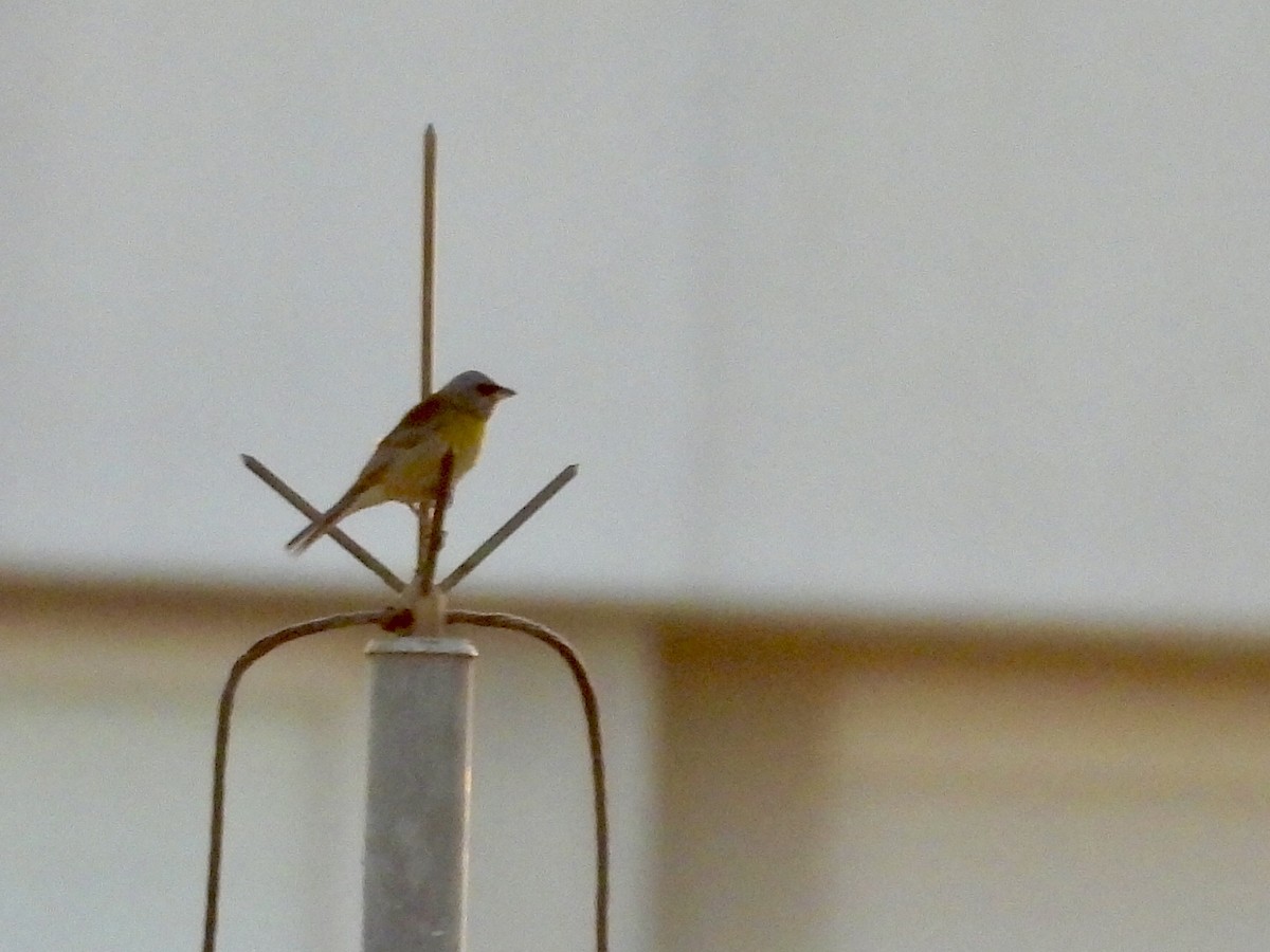 Blue-and-yellow Tanager - ML645910869