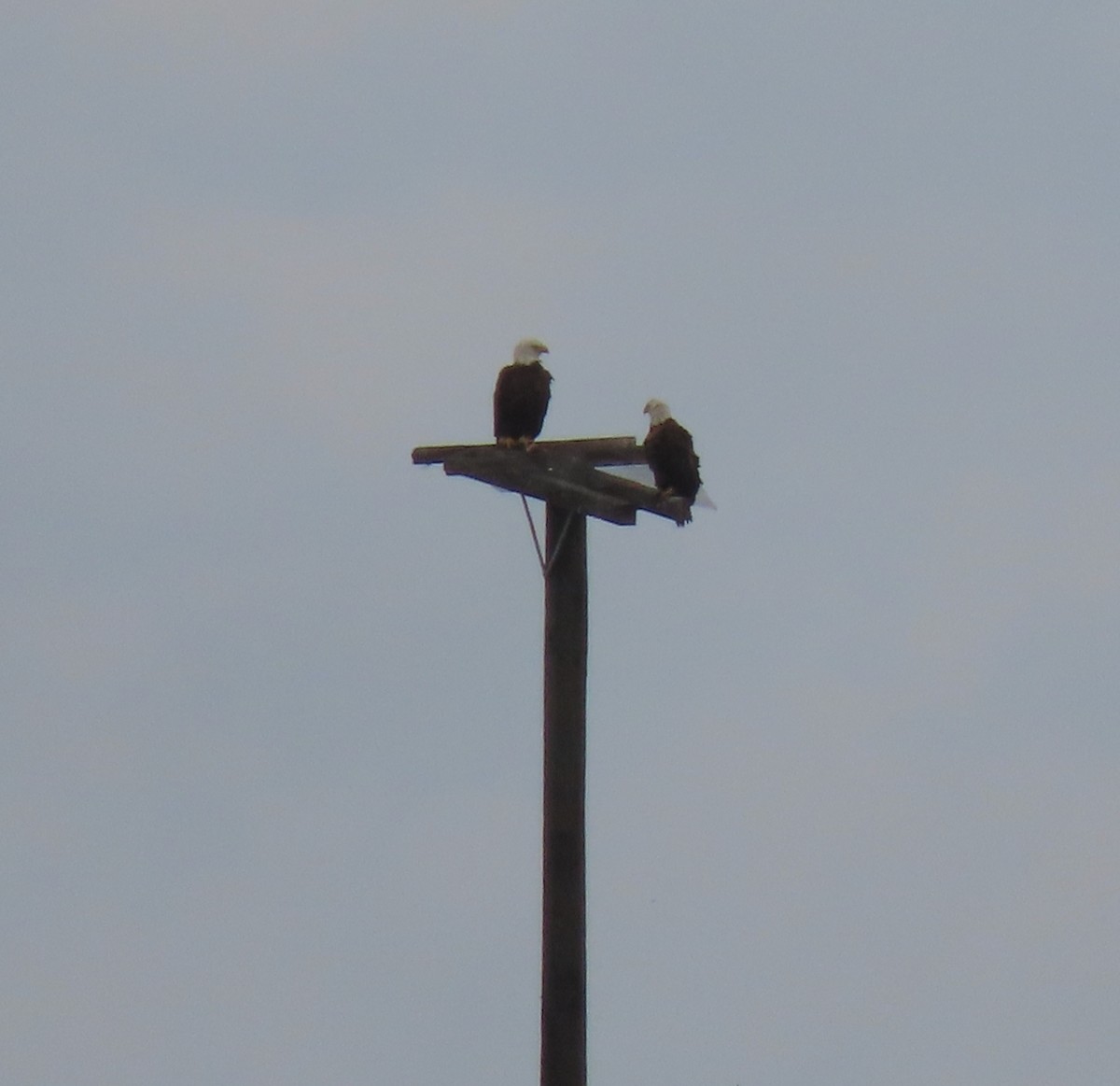 Bald Eagle - ML645910870