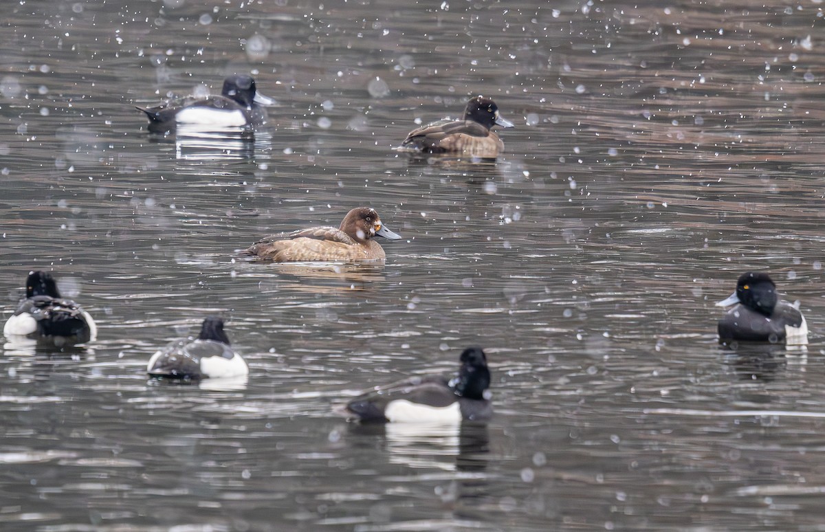 Greater Scaup - ML645910871