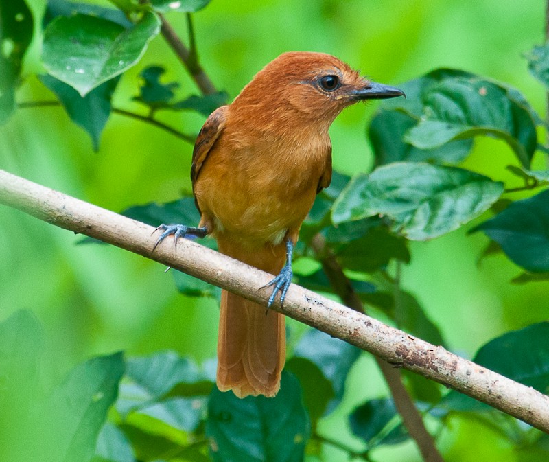 Cinnamon Attila - ML645910872