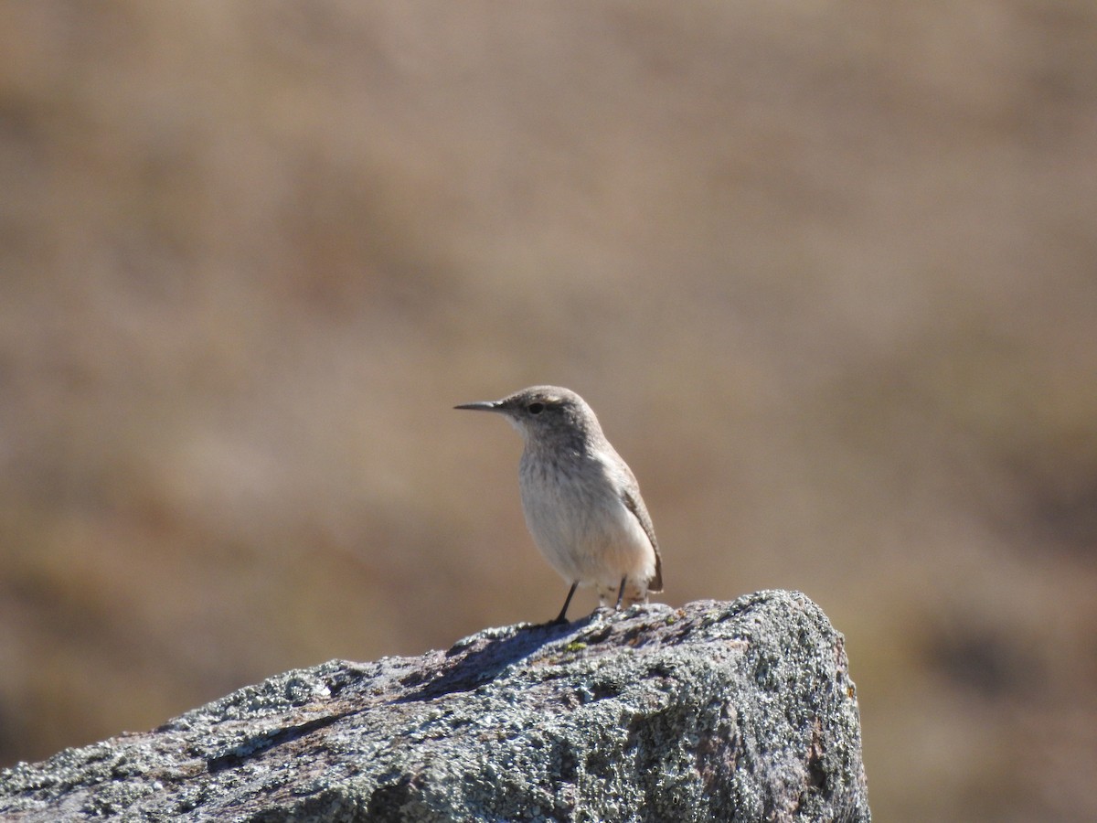 Rock Wren - ML645910873
