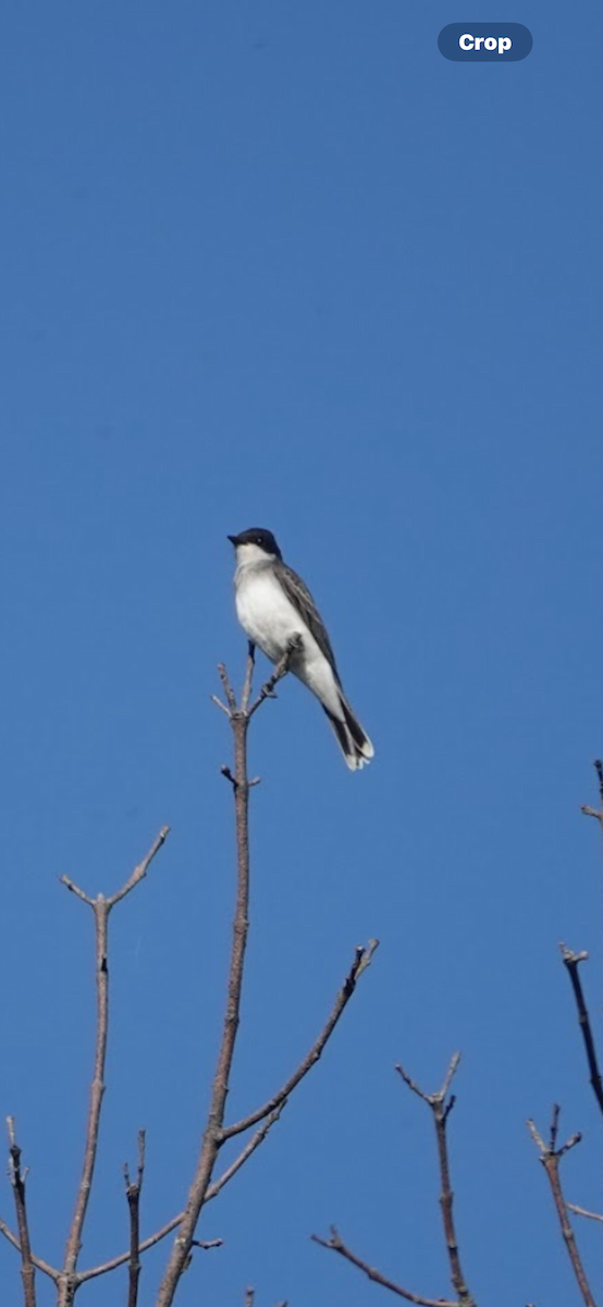 Eastern Kingbird - ML645910878