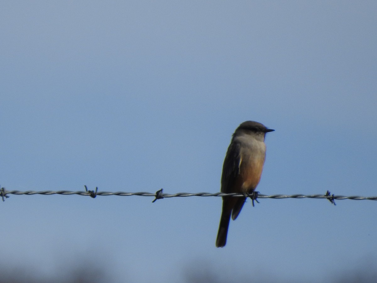 Say's Phoebe - ML645910880