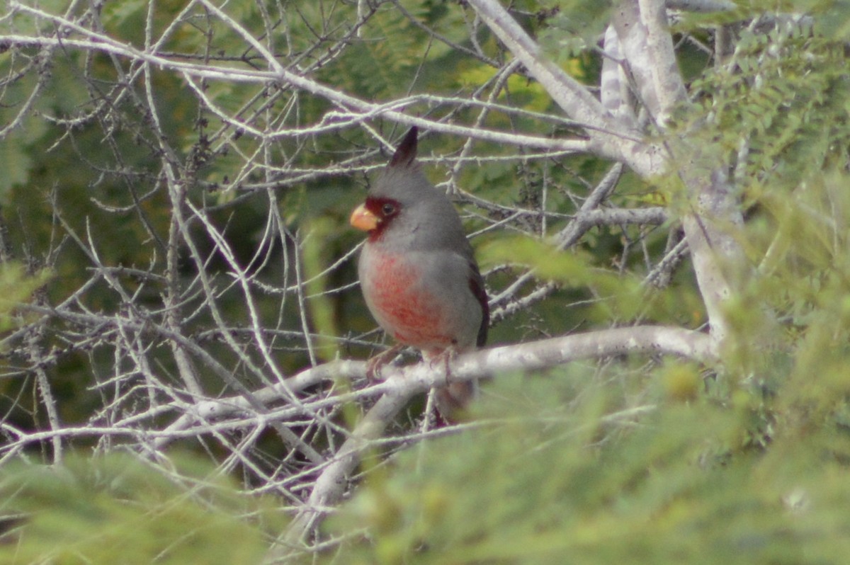 Pyrrhuloxia - ML645910881