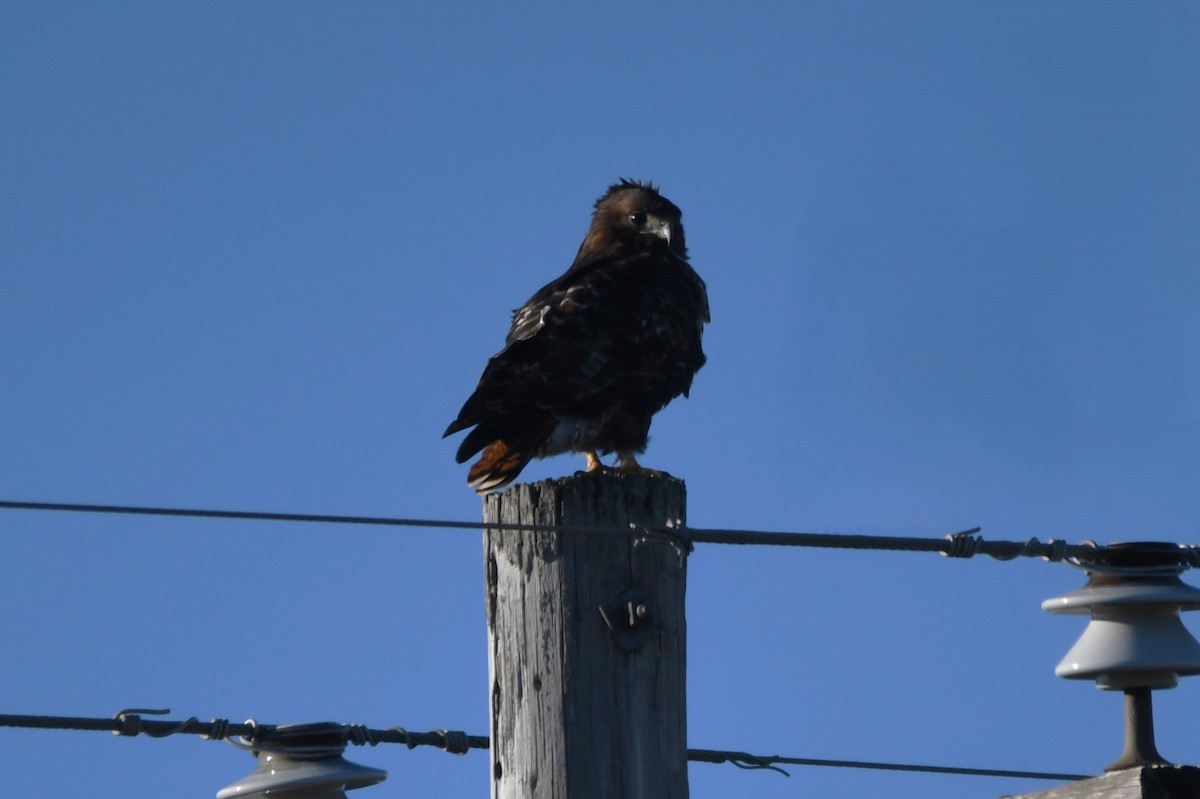 Red-tailed Hawk - ML645910884