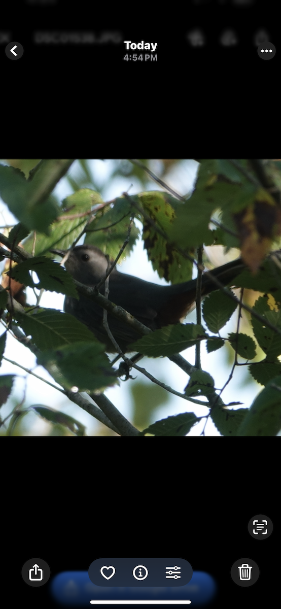 Gray Catbird - ML645910885