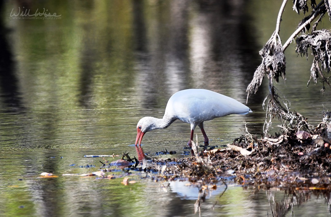 White Ibis - ML645910886