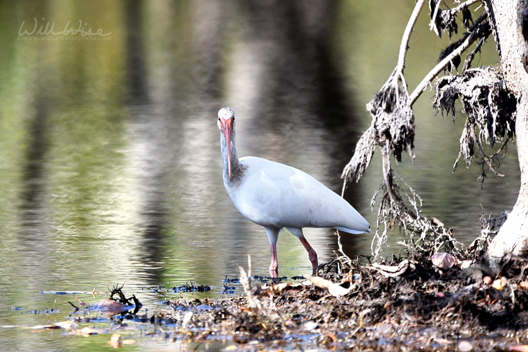 White Ibis - ML645910887