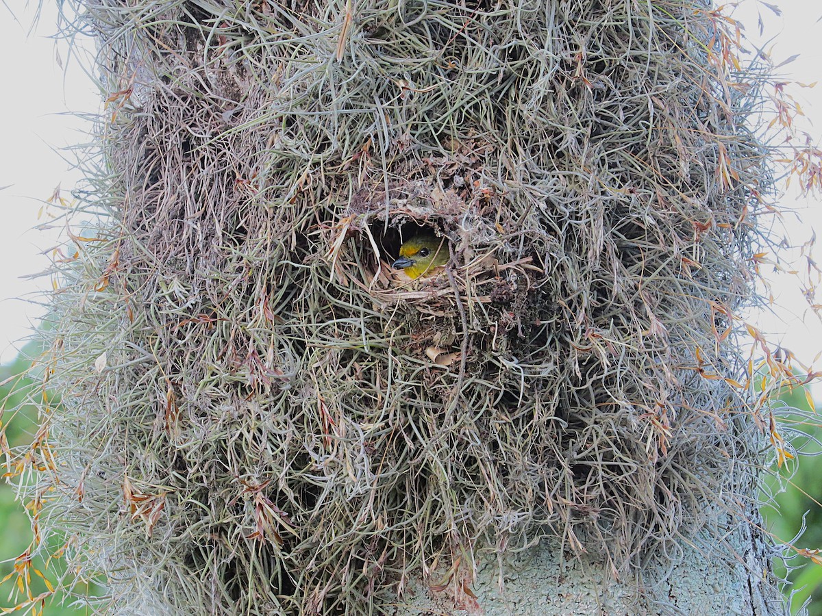 Violaceous Euphonia - ML645910888