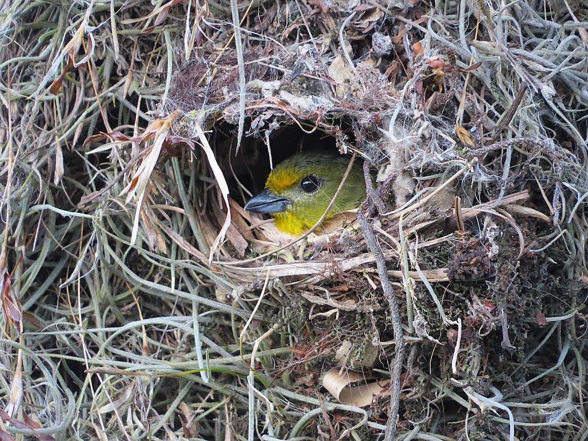 Violaceous Euphonia - ML645910889