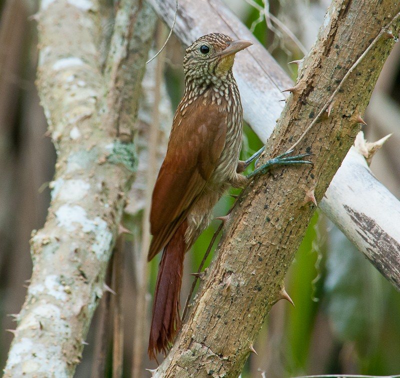 Striped Woodcreeper - ML645910892